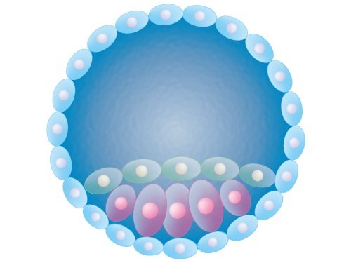 Blastocyst embryo