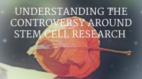 Understanding the stem cell controversy