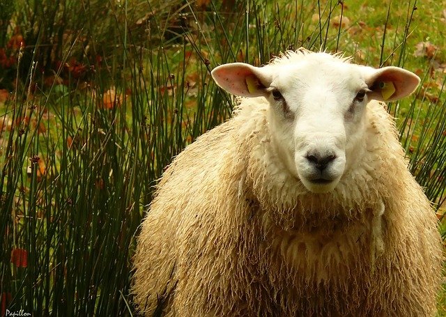 sheep
